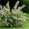 Deucija, hibridinė 'Tourbillon Rouge' /Deutzia x hybrida/ - P9 kont.