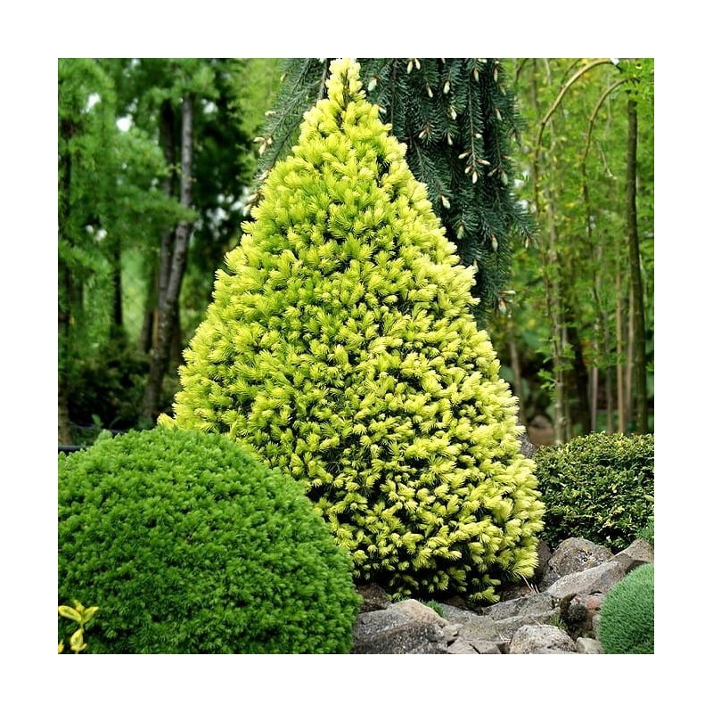 Eglė, Baltoji ,,Maigold,, /Picea glauca/ - C2 kont.