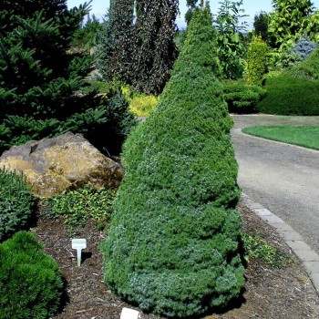 Eglė, Baltoji ,,Sanders Blue,, /Picea glauca/ - C2 kont.