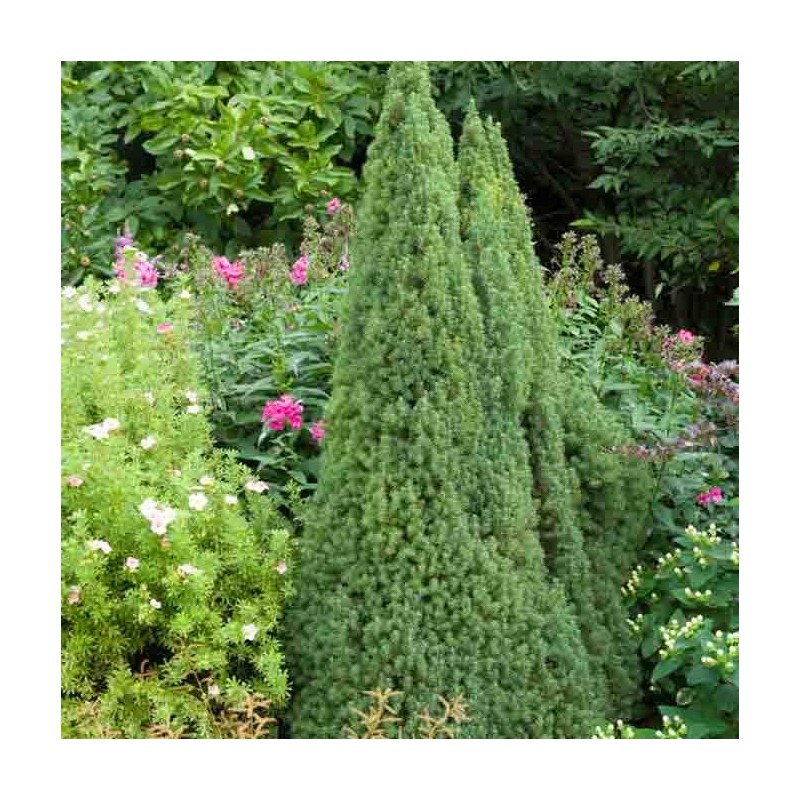 Eglė, Baltoji ,,Sanders Blue,, /Picea glauca/ - C2 kont.