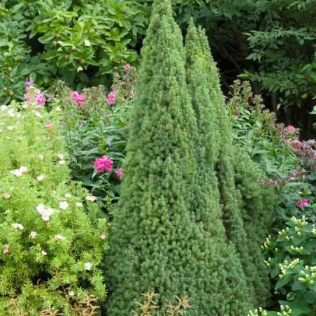 Eglė, Baltoji ,,Sanders Blue,, /Picea glauca/ - C2 kont.