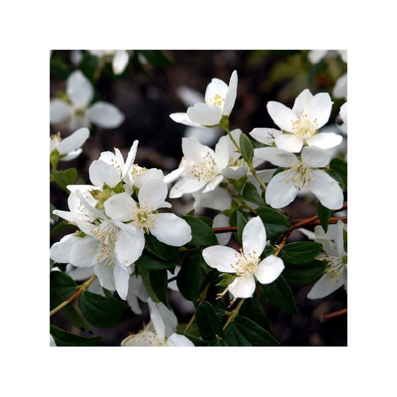 Filadelfs, lemuāna - jasmīns /Philadelphus x lemonei/- C2-3 kont.