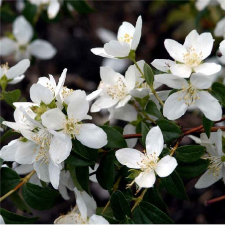 Filadelfs, lemuāna - jasmīns /Philadelphus x lemonei/- C2-3 kont.