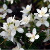 Filadelfs, lemuāna - jasmīns /Philadelphus x lemonei/- C2-3 kont.