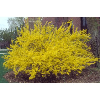 Forsitija, tarpinė ,,Goldrausch,, /Forsythia x intermedia/- P9 kont.
