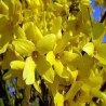 Forsitija, tarpinė ,,Goldrausch,, /Forsythia x intermedia/- P9 kont.