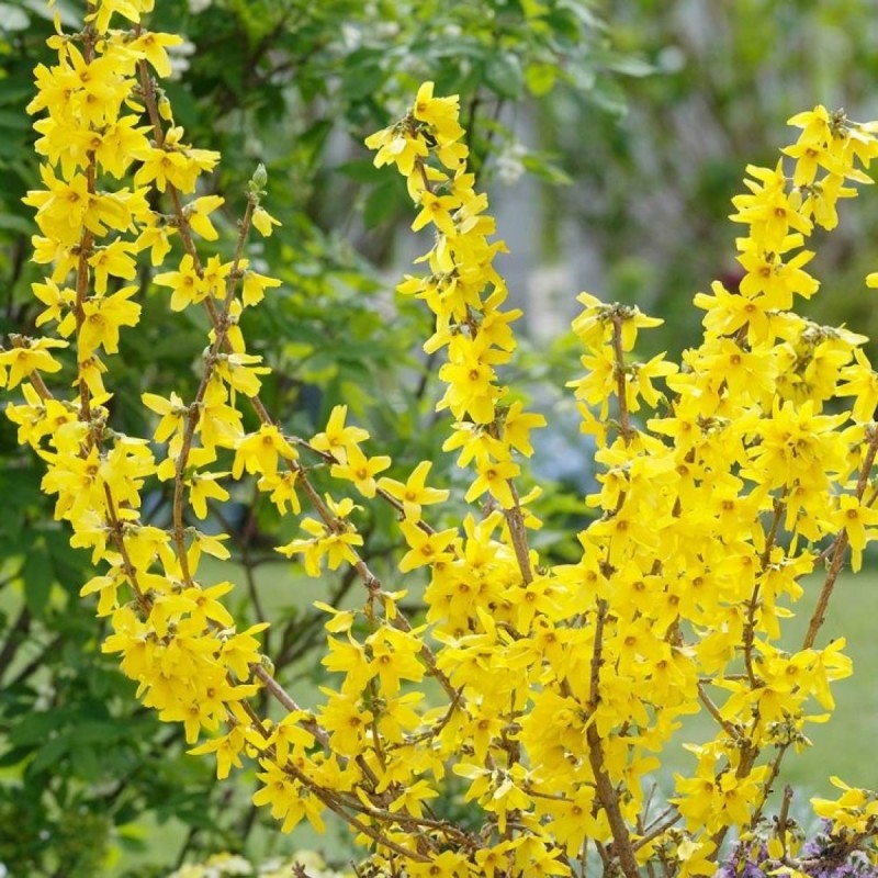 Forsitija, tarpinė ,,Goldrausch,, /Forsythia x intermedia/- P9 kont.