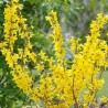Forsitija, tarpinė ,,Goldrausch,, /Forsythia x intermedia/- P9 kont.