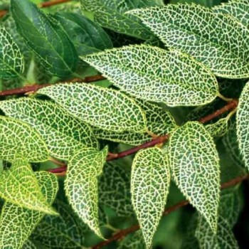 Forsitija, Korėjinė...