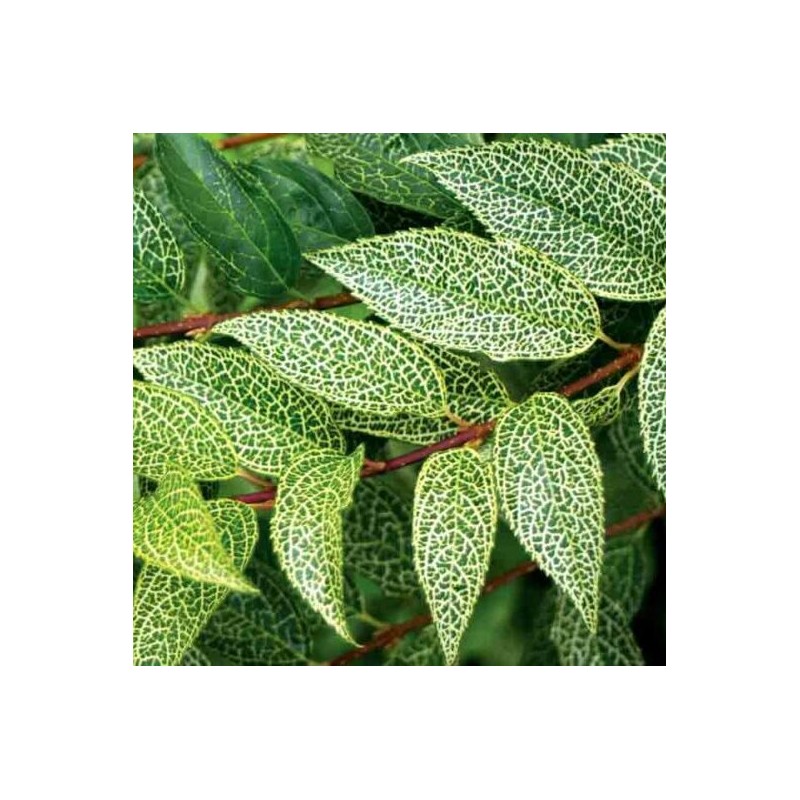 Forsitija, Korėjinė ,,Kumson,, /Forsythia x koreana/- P9 kont.