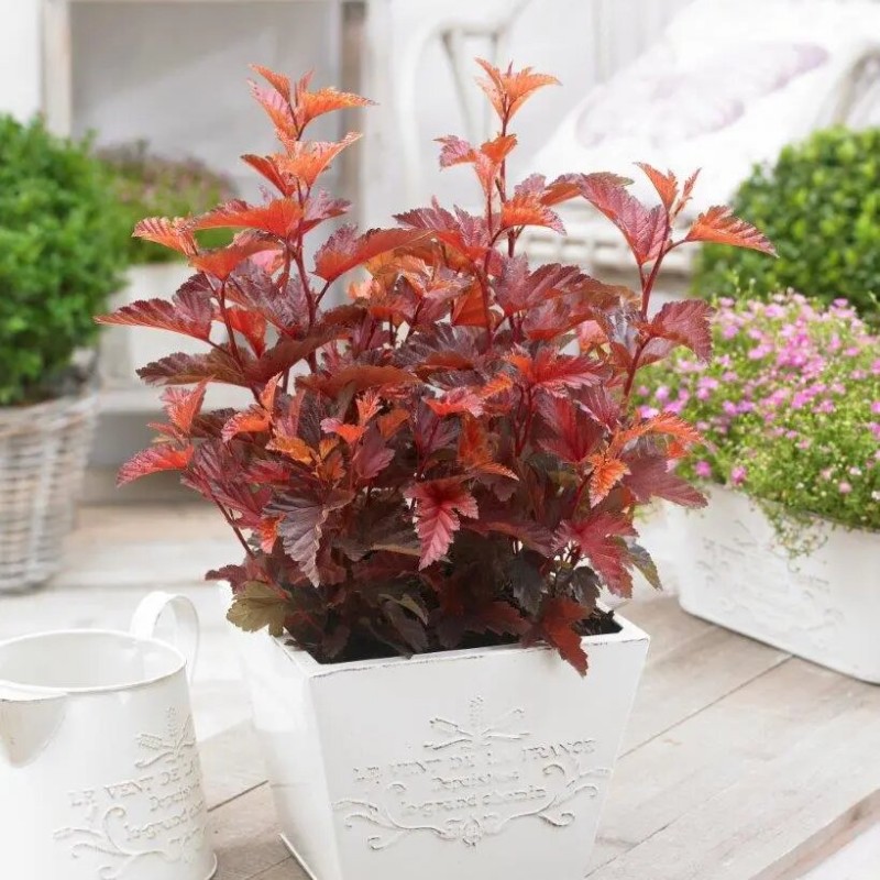 Fizokarpas, putinlapis ,,Little Angel,, /Physocarpus opulifolius/- P9 kont.