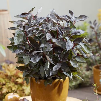 Sedulas, baltasis ,,Nightfall,, /Cornus alba/ - P9 kont.