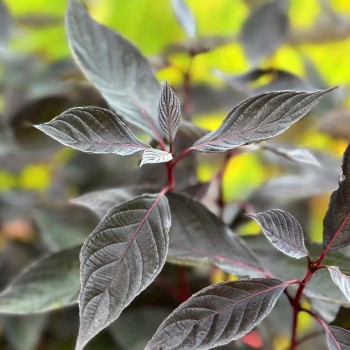 Sedulas, baltasis ,,Nightfall,, /Cornus alba/ - P9 kont.