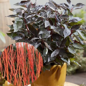 Sedulas, baltasis...