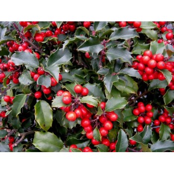 Īlekss, zilganais, Meservas ,,Blue Princess,, /Ilex x meserveae/ - C2,5 kont.