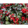 Īlekss, zilganais, Meservas ,,Blue Princess,, /Ilex x meserveae/ - C2,5 kont.