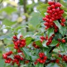 Īlekss, zilganais, Meservas ,,Blue Princess,, /Ilex x meserveae/ - C2,5 kont.