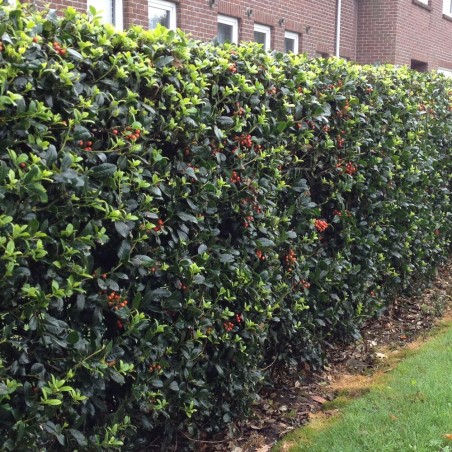 Īlekss, zilganais, Meservas ,,Blue Princess,, /Ilex x meserveae/ - C2,5 kont.