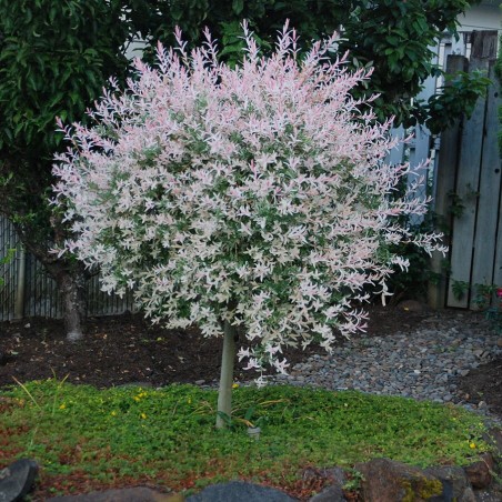Gludmalu kārkls ,,Hakuro nishiki,, /salix integra/ - augstcelma - PA 150-160 cm. Stāds spēcīgs.