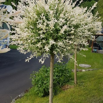 Gludmalu kārkls ,,Hakuro nishiki,, /salix integra/ - augstcelma - PA 150-160 cm. Stāds spēcīgs.