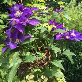Raganė ,,The President,, /Clematis/- C2 kont.