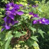 Raganė ,,The President,, /Clematis/- C2 kont.