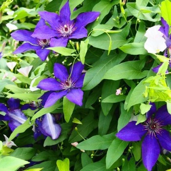 Raganė ,,The President,, /Clematis/- C2 kont.