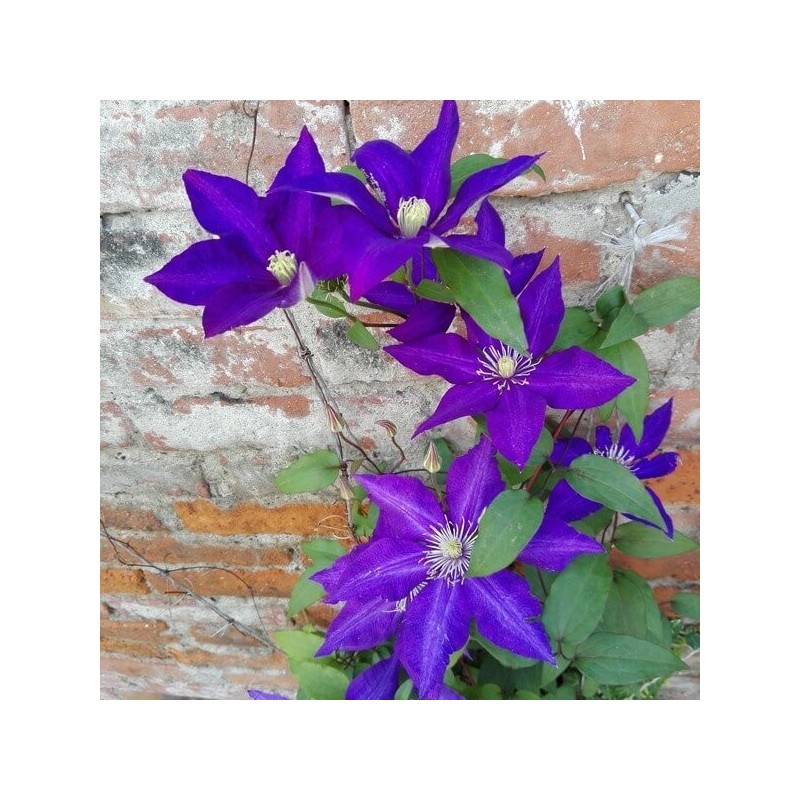 Raganė ,,The President,, /Clematis/- C2 kont.