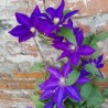 Raganė ,,The President,, /Clematis/- C2 kont.
