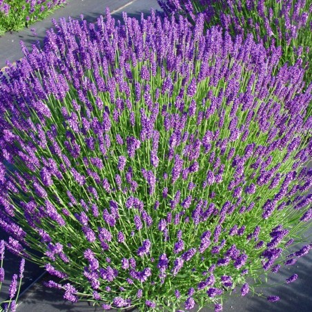 Lavanda, šaurlapu "Hidcote Blue"/lavandula angustifolia/ - C2 kont.