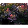 Perukmedis ,,Foliis Purpureis,,/Cotinus coggygria/ - P9 kont.