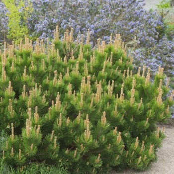 Pušis, kalninė /Pinus mugo/ - P9 kont.