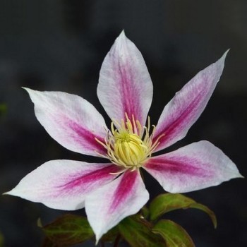 Klematis ,,Andromeda,,...
