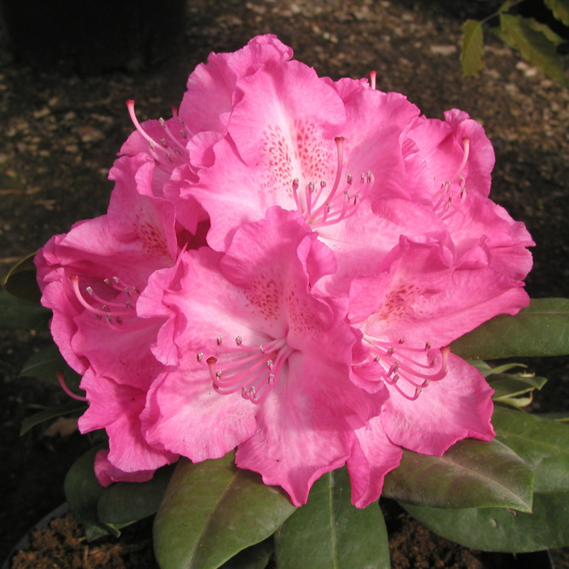 Rododendras ,,Germania,, /Rhododendron/ - C3 kont.