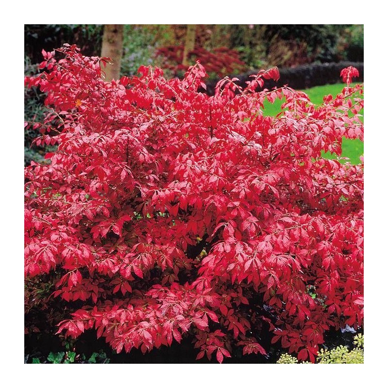 Ožekšnis, sparnuotasis /Euonymus alatus/ - P9 kont.