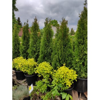 Tuja, vakarinė ,,Smaragd,, /thuja occidentalis/ - P9 kont.