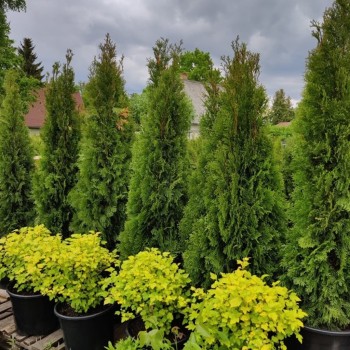 Tuja, vakarinė ,,Smaragd,, /thuja occidentalis/ - P9 kont.