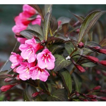 Veigelė ,,Wine & Roses,, ("Alexandra") /Weigela florida/- P9 kont.