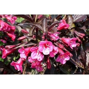 Veigela, krāšņā ,,Wine & Roses,, ("Alexandra") /Weigela florida/- P9 kont.