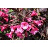 Veigela, krāšņā ,,Wine & Roses,, ("Alexandra") /Weigela florida/- P9 kont.