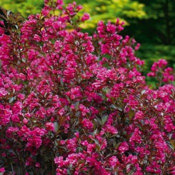 Veigelė ,,Wine & Roses,, ("Alexandra") /Weigela florida/- P9 kont.