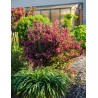 Veigelė ,,Wine & Roses,, ("Alexandra") /Weigela florida/- P9 kont.