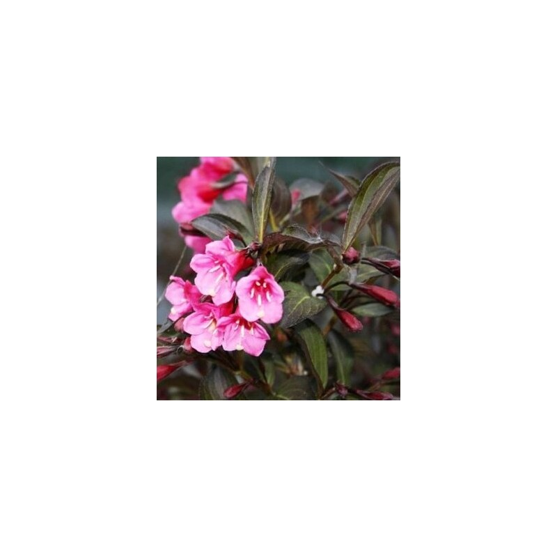 Veigelė ,,Wine & Roses,, ("Alexandra") /Weigela florida/- P9 kont.