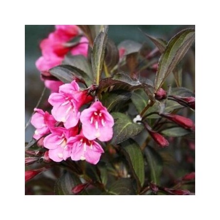 Veigelė ,,Wine & Roses,, ("Alexandra") /Weigela florida/- P9 kont.
