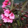 Veigelė ,,Wine & Roses,, ("Alexandra") /Weigela florida/- P9 kont.