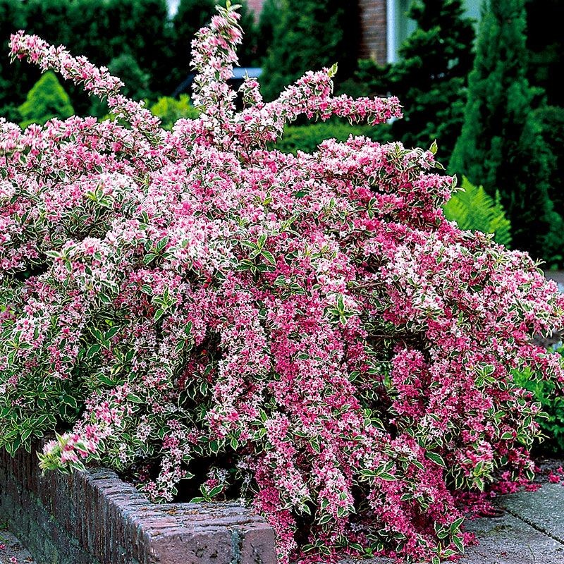 Veigela, krāšņā ,,Variegata,, /Weigela florida/- C2,5 kont.