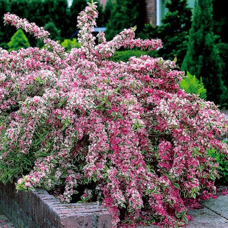 Veigela, krāšņā ,,Variegata,, /Weigela florida/- C2,5 kont.