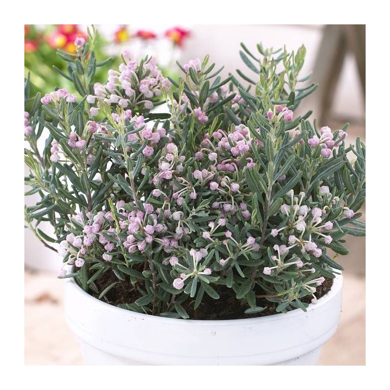 Andromeda, paprastoji "Blue Ice" /andromeda polifolia/ - P9 kont.