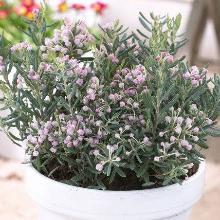 Andromeda, paprastoji "Blue Ice" /andromeda polifolia/ - P9 kont.