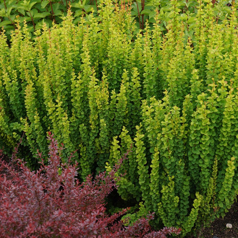 Raugerškis, Tunbergo 'Erecta'/Berberis thunbergii/  - P9 kont.